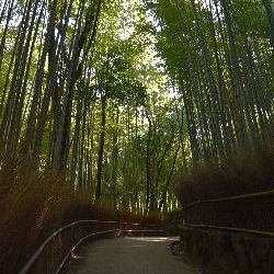 photos/Japan/thumbnails/bambus.jpg